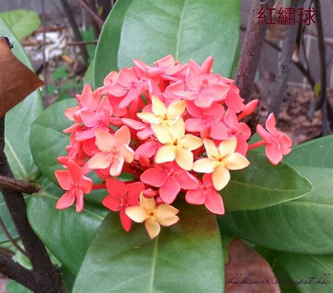 紅色小花植物|什麼花是紅色的，盤點十大最艷紅的花